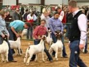 Livestock show