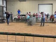 Livestock Show